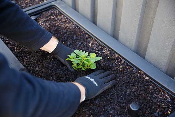 Person planting vegetable garden